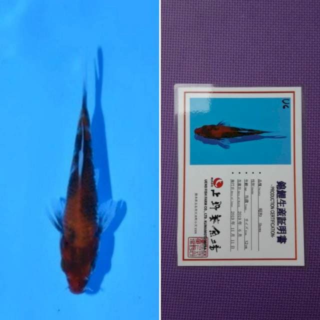 Ueno showa 13cm serti