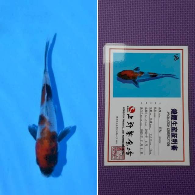 Ueno showa 13cm serti