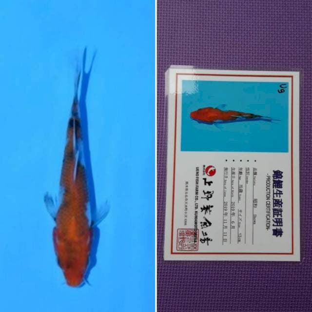 Ueno showa 14cm serti