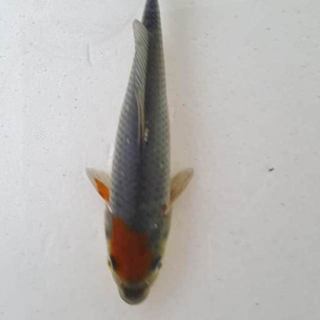 tanco ociba 15 cm