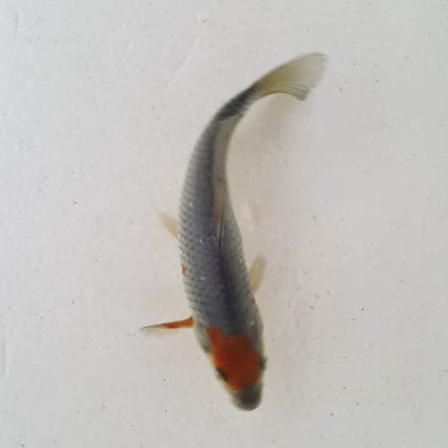 tanco ociba 15 cm