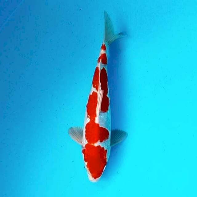Kohaku Strong # 30cm
