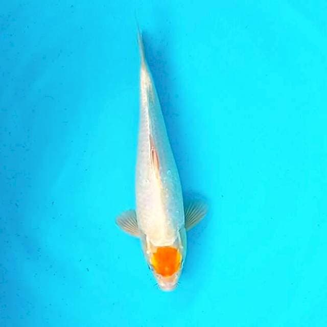 Langka Tancho Ki Kohaku # 30cm