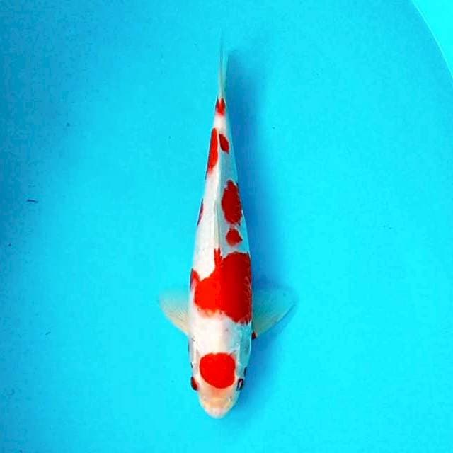 Kohaku # 30cm