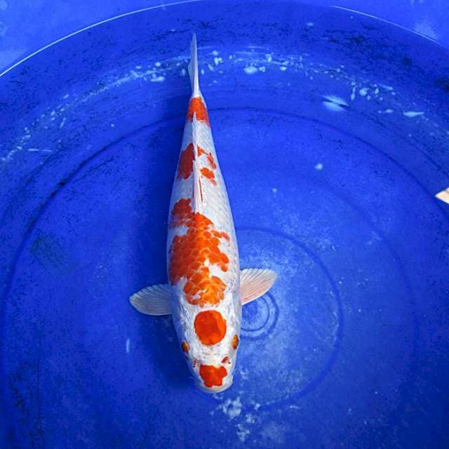 Maruten heisey ±35cm