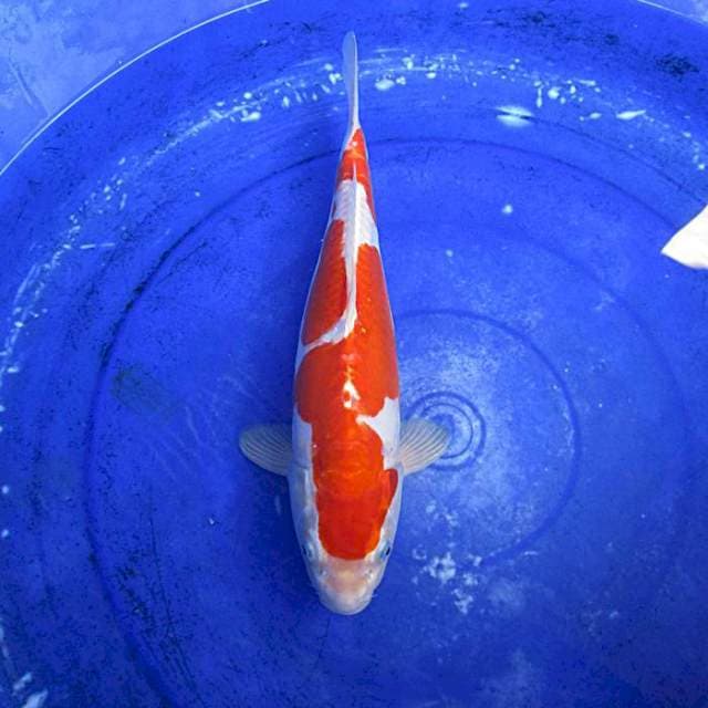Kohaku doitsu ±35cm