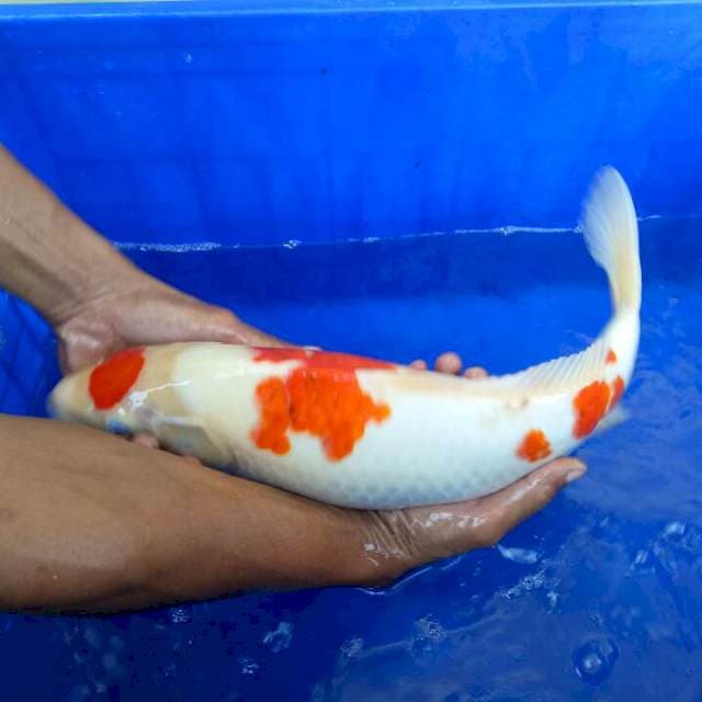 Kohaku