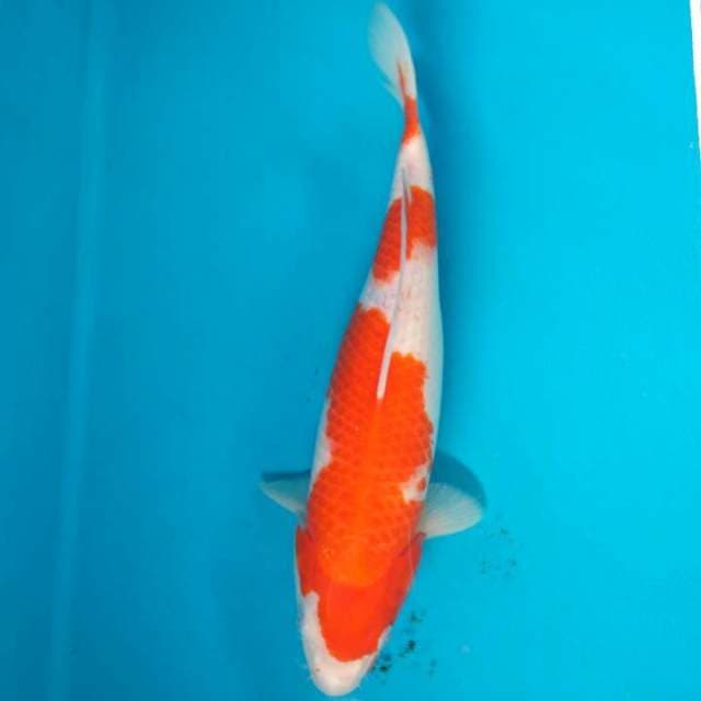 Kohaku bakat jumbo 36