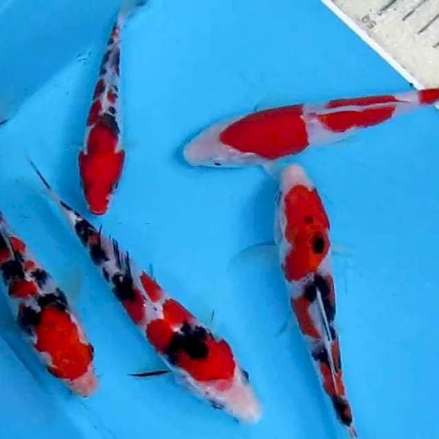 Sansoku11-14cm