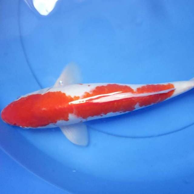 Kohaku 36cm strong