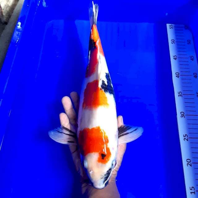 Showa female 43 cm