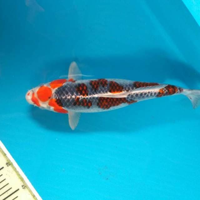 Maruten goshiki original35