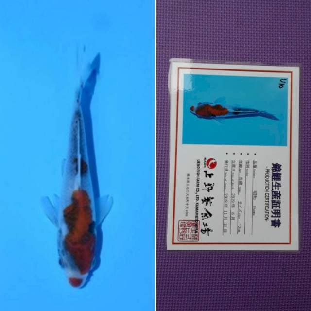 Ueno showa 14cm serti