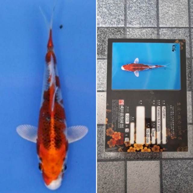 Kaneko kujaku 18cm serti