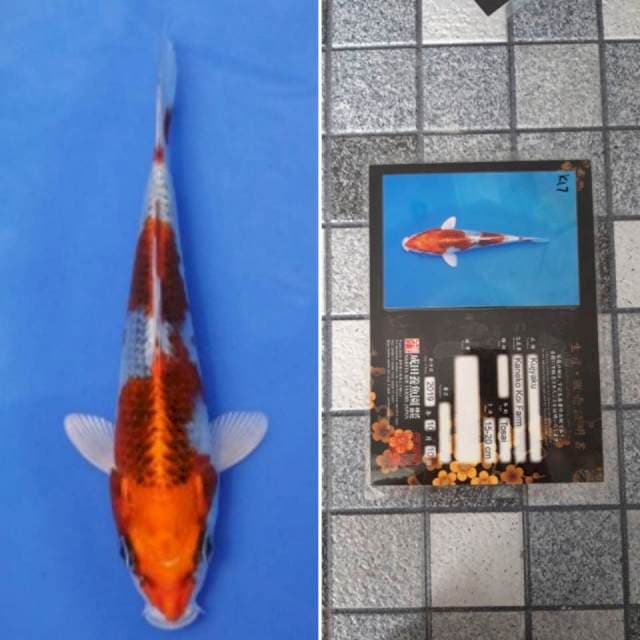 Kaneko kujaku 19cm serti