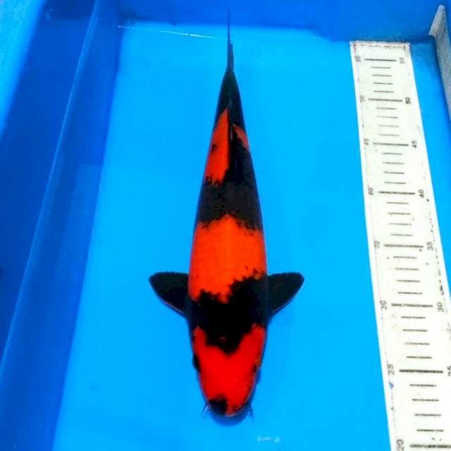 F1 hiutsuri male, merah tembus