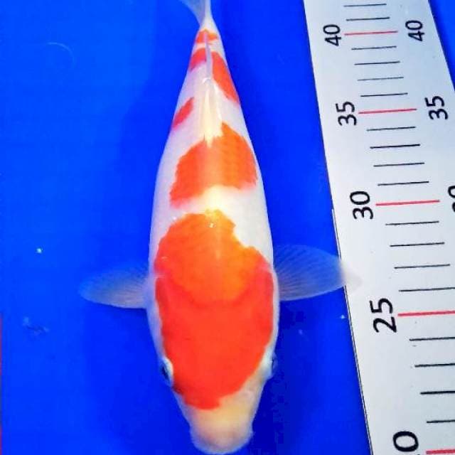 Kohaku epiks 24cm