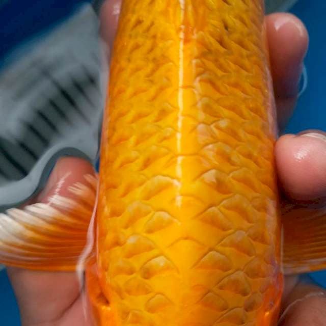 F1 yamabuki orange