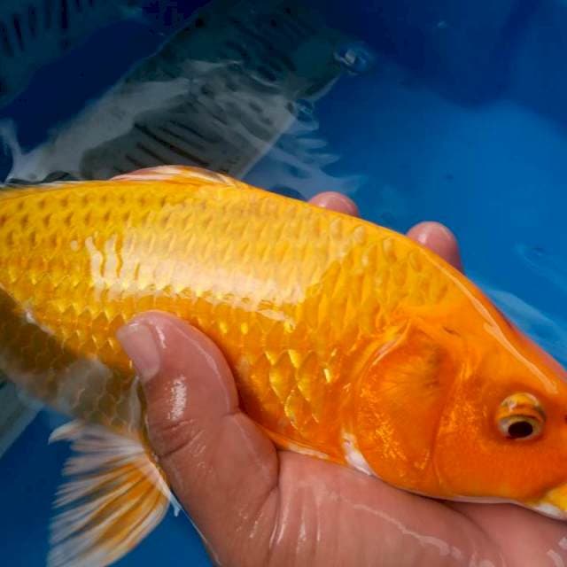 F1 yamabuki orange