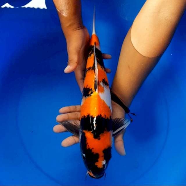 Showa 41 cm