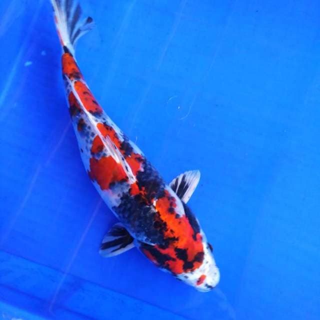 Ginshowa school of tategoi