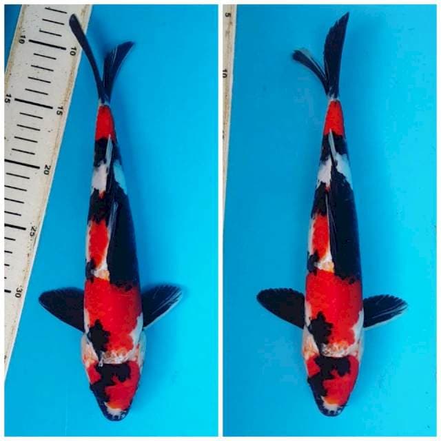 SHOWA MARUTEN PETIR COOL 30CM