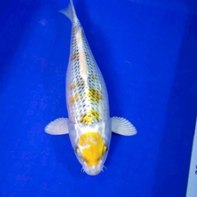 Kin Maruten kujaku 34cm