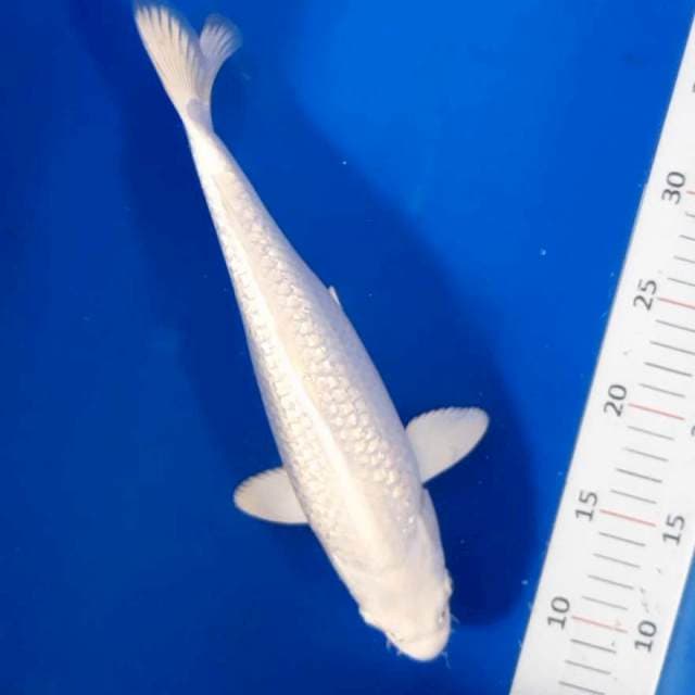 Platinum gindrin 31 cm