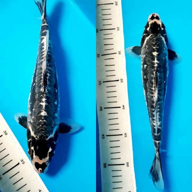 Antik 30cm Female