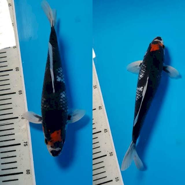 TANCO KAWARIMONO ORI 29cm MALE
