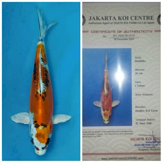 Beni Kiko Import