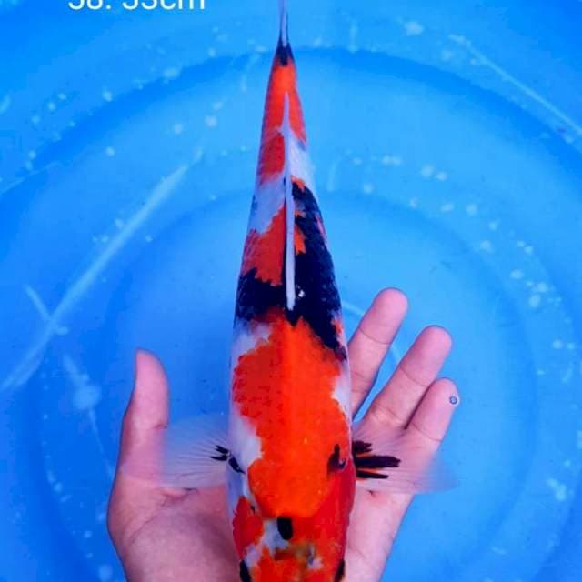 Showa strong 33cm