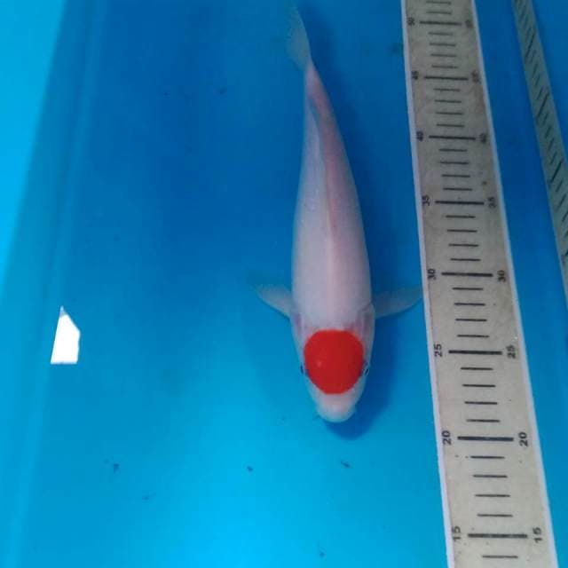 Tancho Kohaku, 28 cm