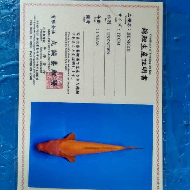 Benigoi import marusei