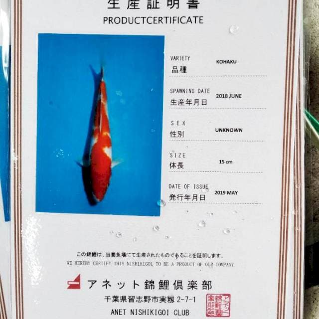 Kohaku import anett