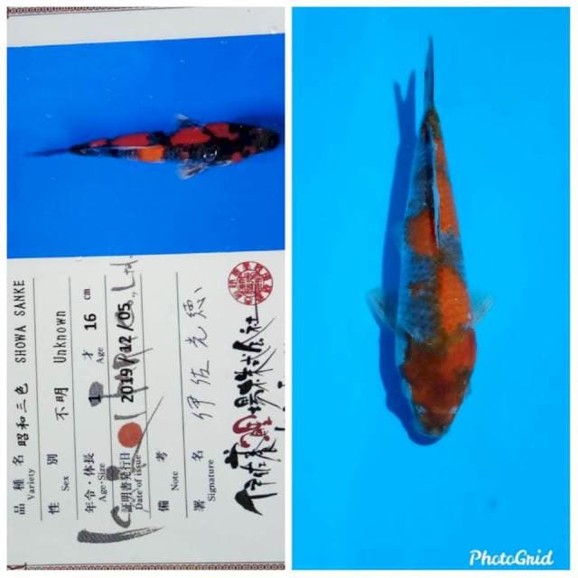 Showa isa tosai