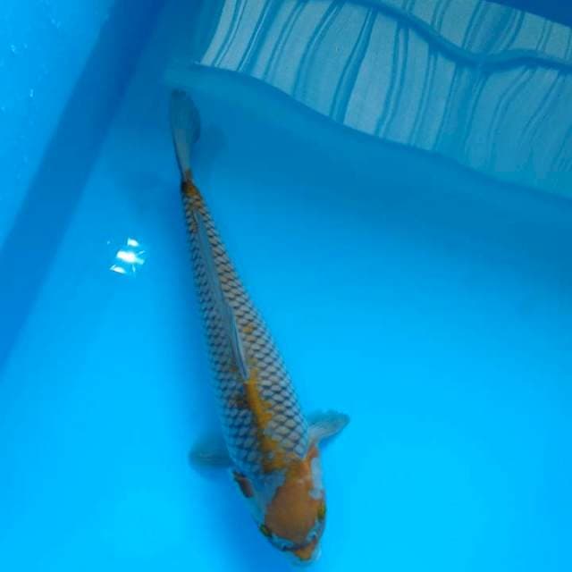 Ocibha jhos 38cm