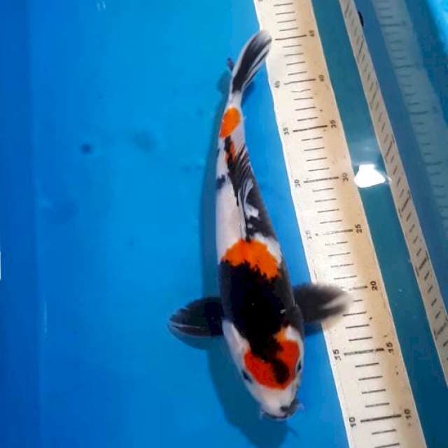 KINDAI SHOWA 32 CM
