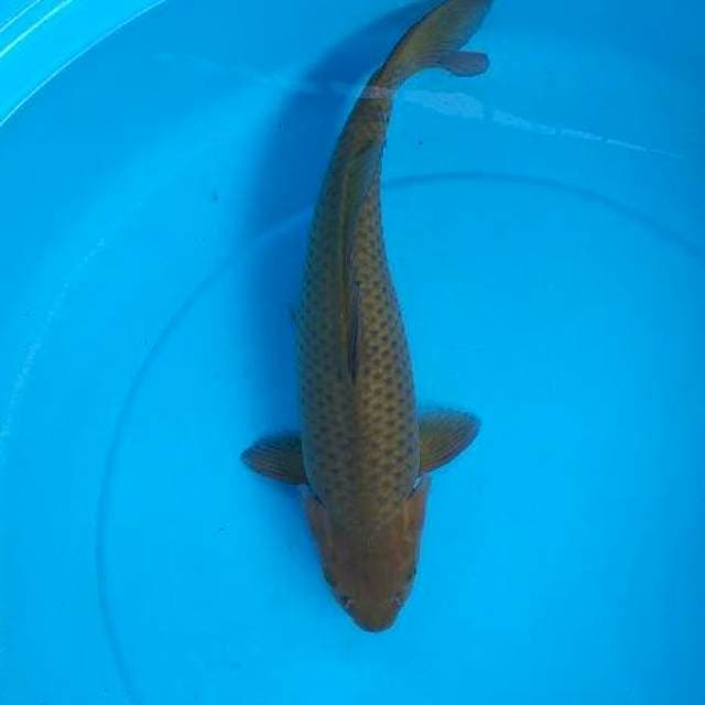 Caghoi midhori body munuk