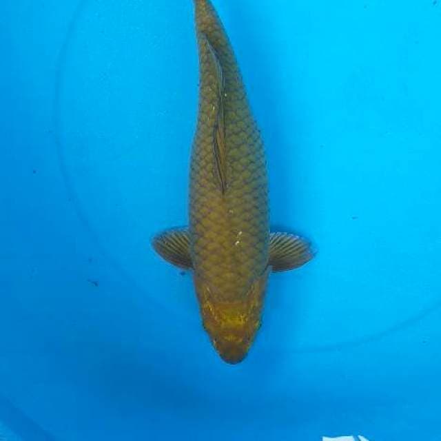 Caghoi midhori body munuk