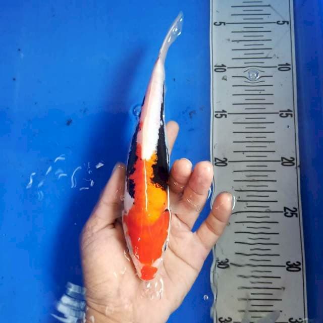Benikumon*25cm