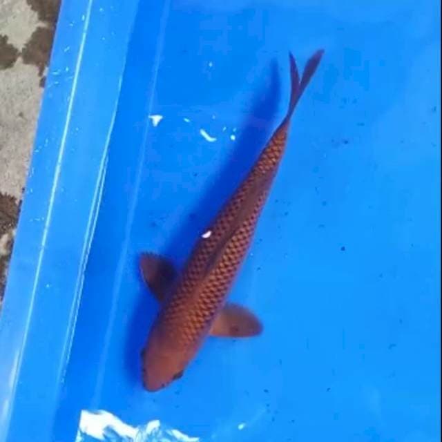 Chagoi tembaga*25cm m