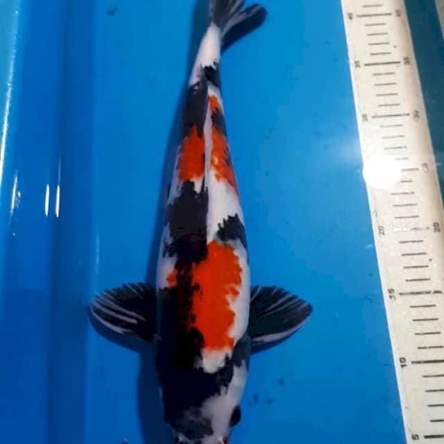 SHOWA 41 CM