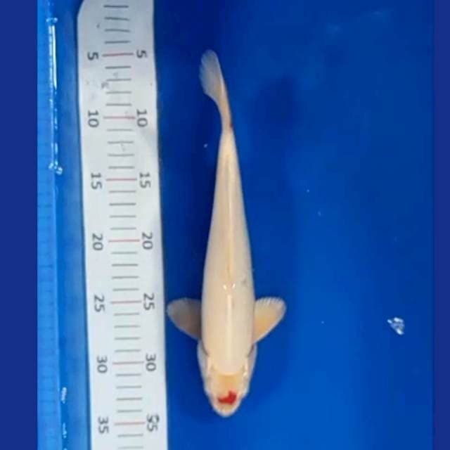 Tancho sabit hikari 30cm orisinil siip