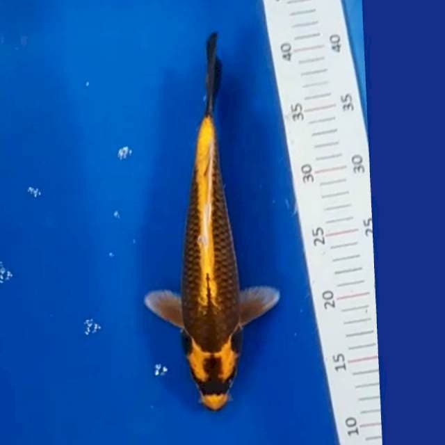 Kabuto 28cm siip