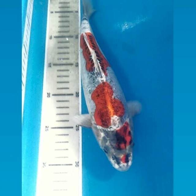 Kikokuryu, male 28 cm