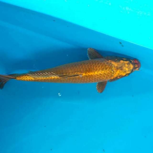 Aka golden