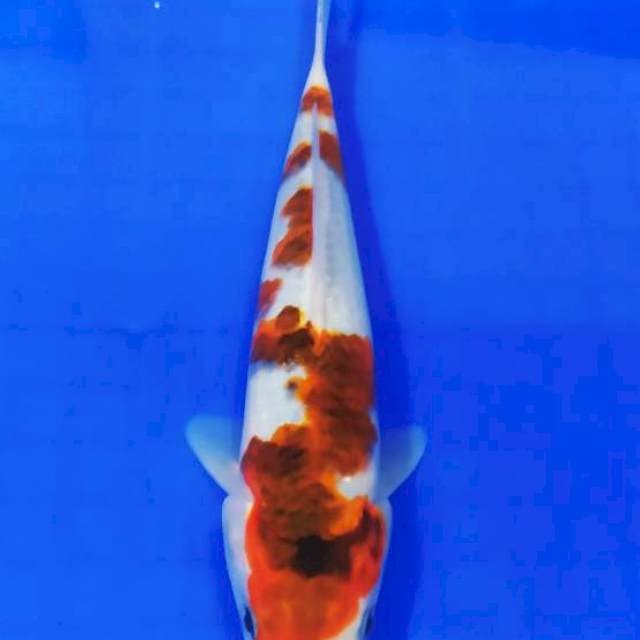 Budho goromo