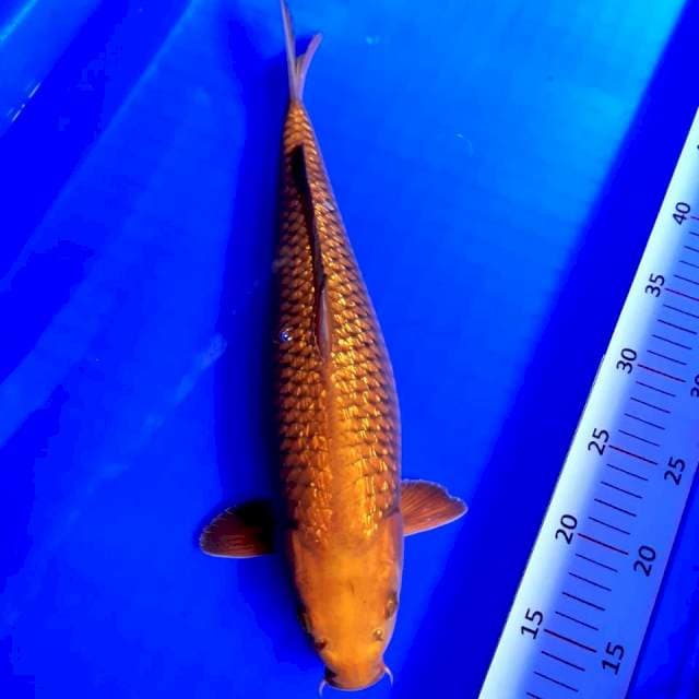 Cagoi tembaga bakat jumbo #38cm