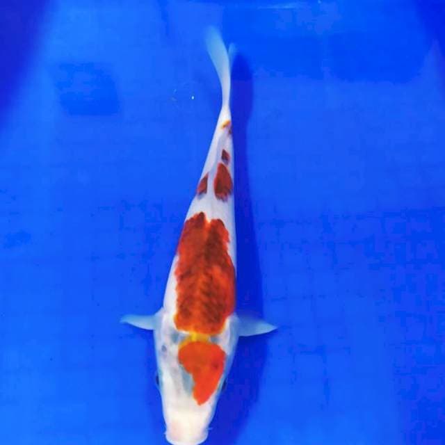 Budho